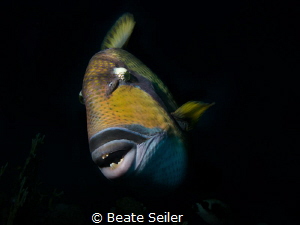 Triggerfish by Beate Seiler 